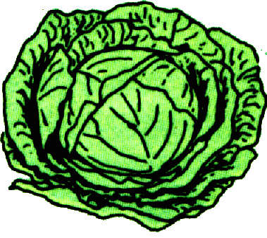 379x338 Cabbage Cliparts