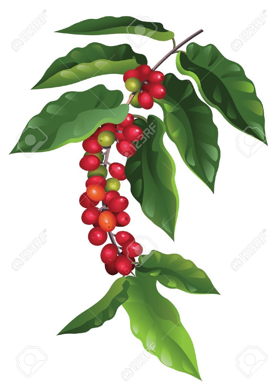930x1300 Rama De Ilustraciones Vectoriales, Clip Art Vectorizado Libre