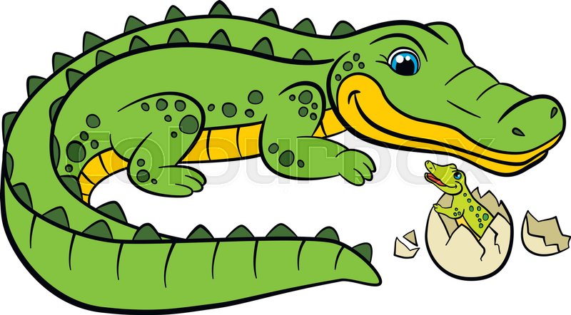 800x442 Caiman Clipart Baby Alligator 3118924