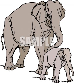 312x350 Mother Elephant With Her Calf