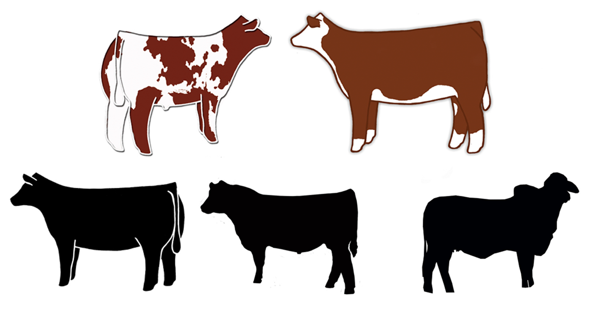 1200x628 Red Heifer Clip Art