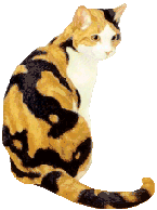 145x194 How To Give Your Cat A Bath From The Jersey Cats Emporium