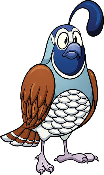 367x612 Quail Clipart Images Amp Quail Clip Art Images Images