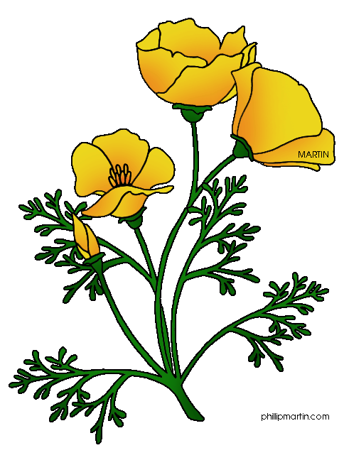 484x648 California Poppy Clip Art