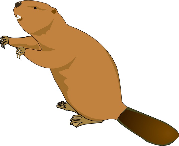 720x591 Beaver Clipart Building