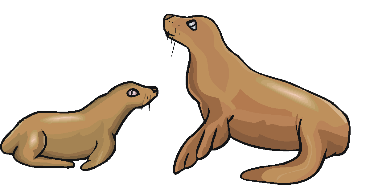 1200x600 Elephant Seal Clipart Sea Lion