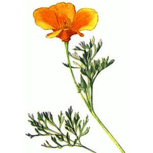 300x300 California Poppies Clip Art Design Poppy Clips