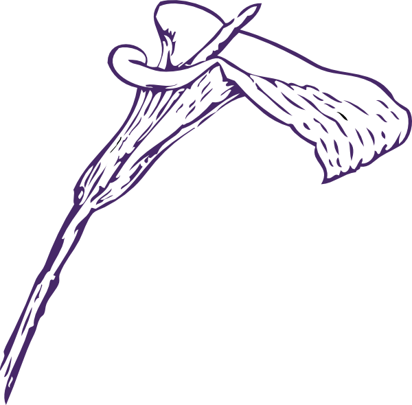 600x590 Calla Lily Clip Art