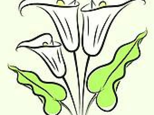 640x480 Calla Lily Clipart