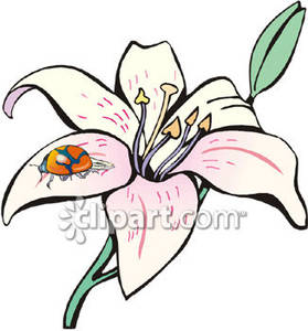 279x300 Clipart Lily Collection