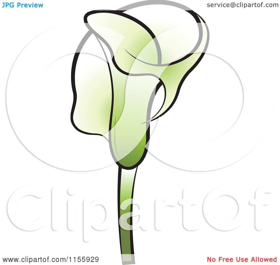 1080x1024 Clipart Of A Green Calla Lily Flower 2