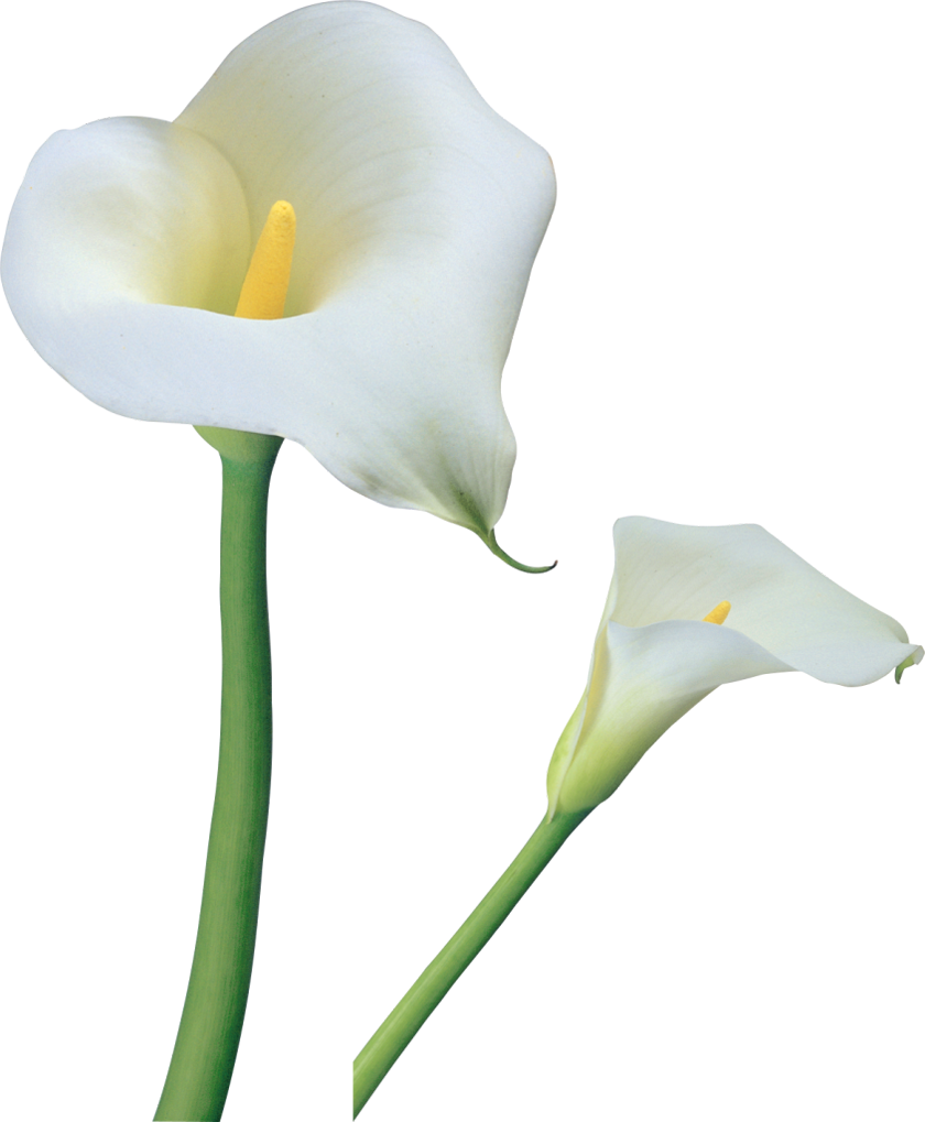 840x1019 Transparent Calla Lilies Flowers Png Clipart U200b Gallery