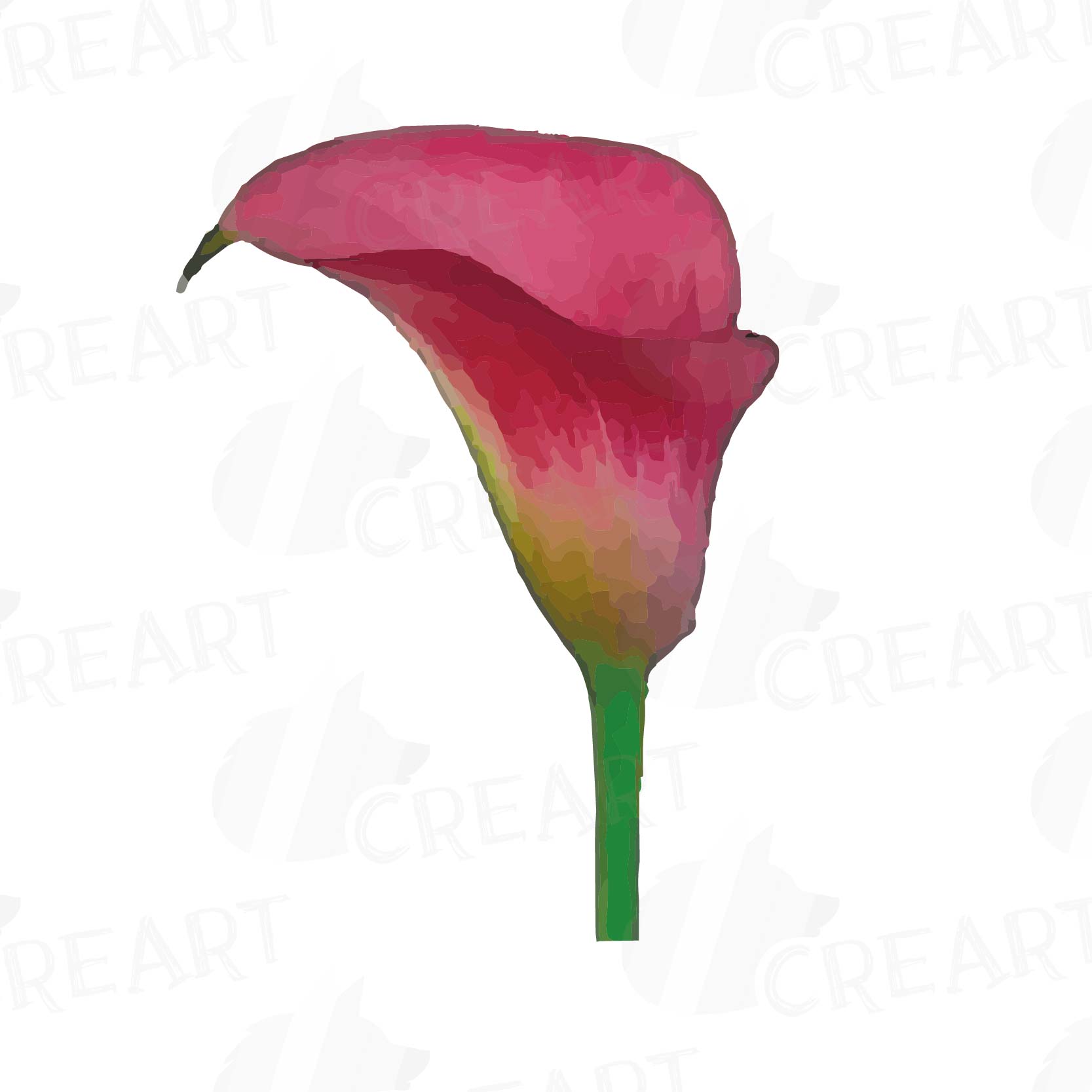 1667x1667 Watercolor Calla Lily Clip Art Pack, Co Design Bundles