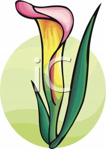 214x300 A Pink Calla Lily Flower