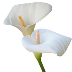 236x236 Calla Lilies Clip Art