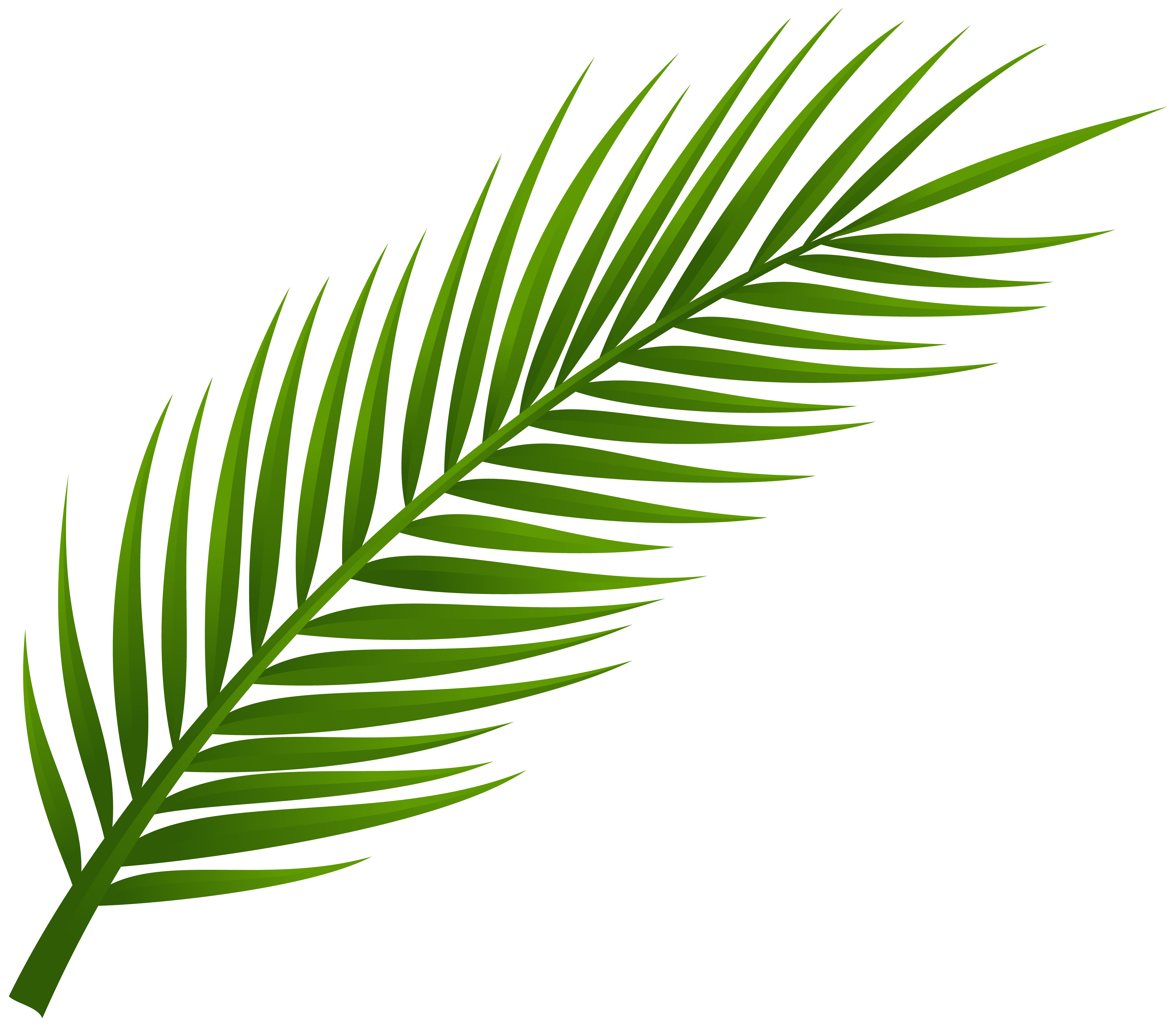 8000x6983 Palm Tree Leaves Clipart Leaf Png Clip Art Best Web