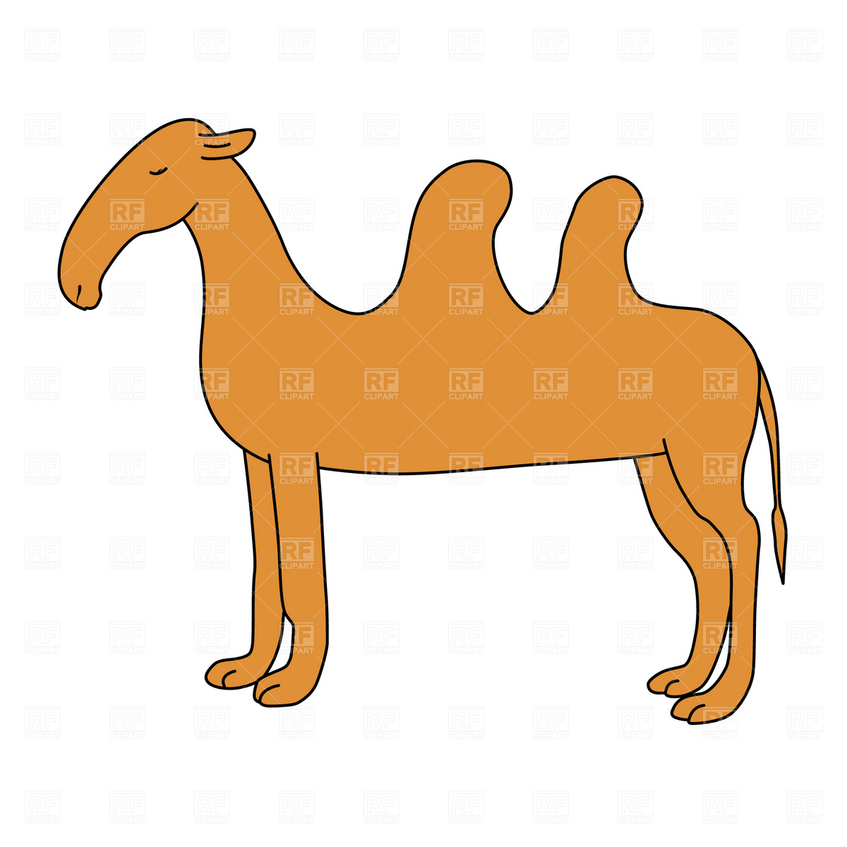 1200x1200 Dromedary