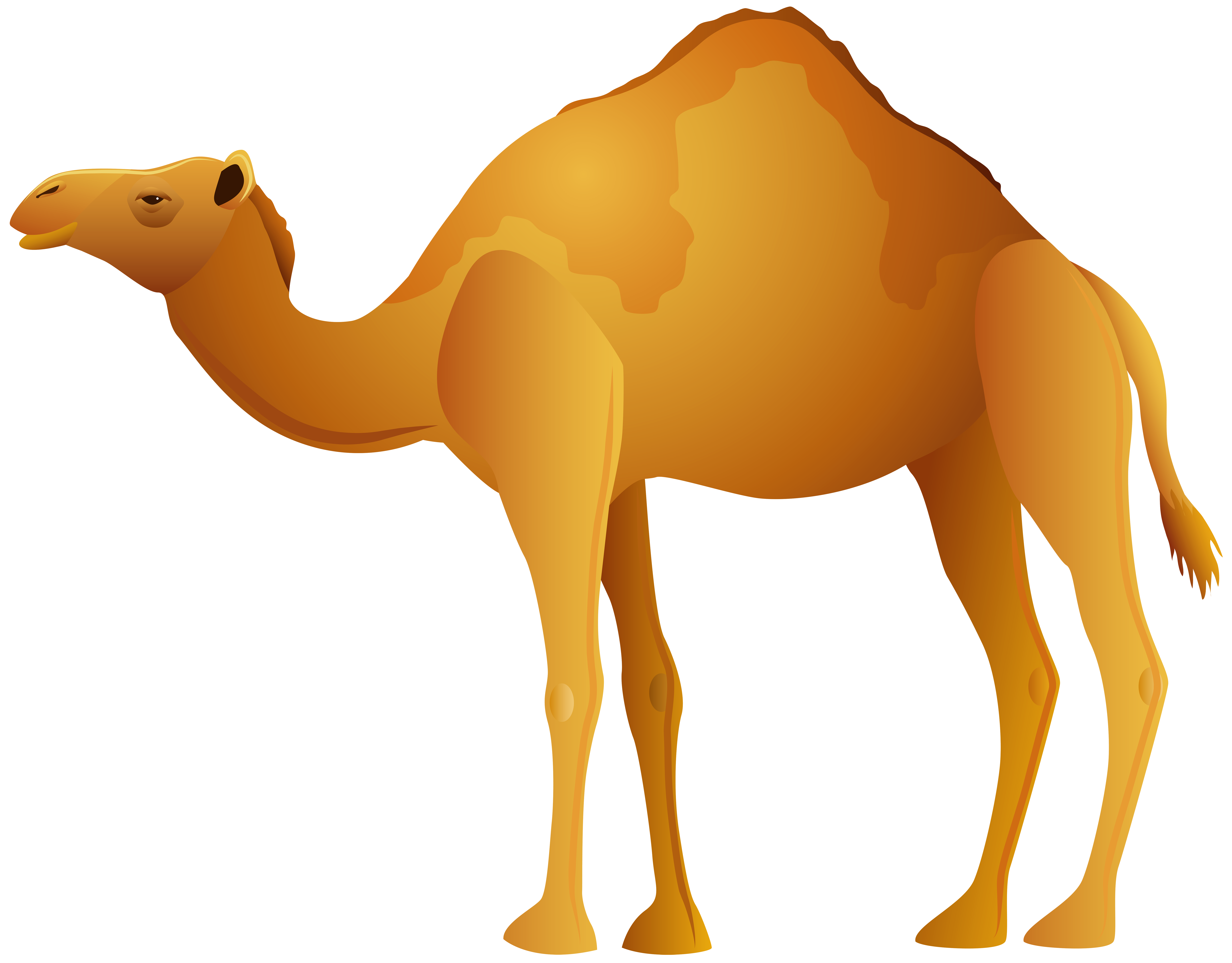 8000x6257 Camel Png Clip Art