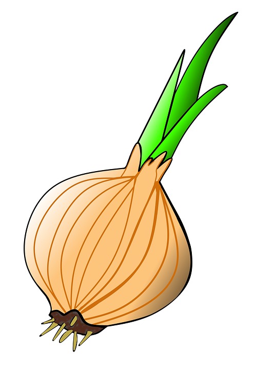 499x720 Onion Clipart Shallot