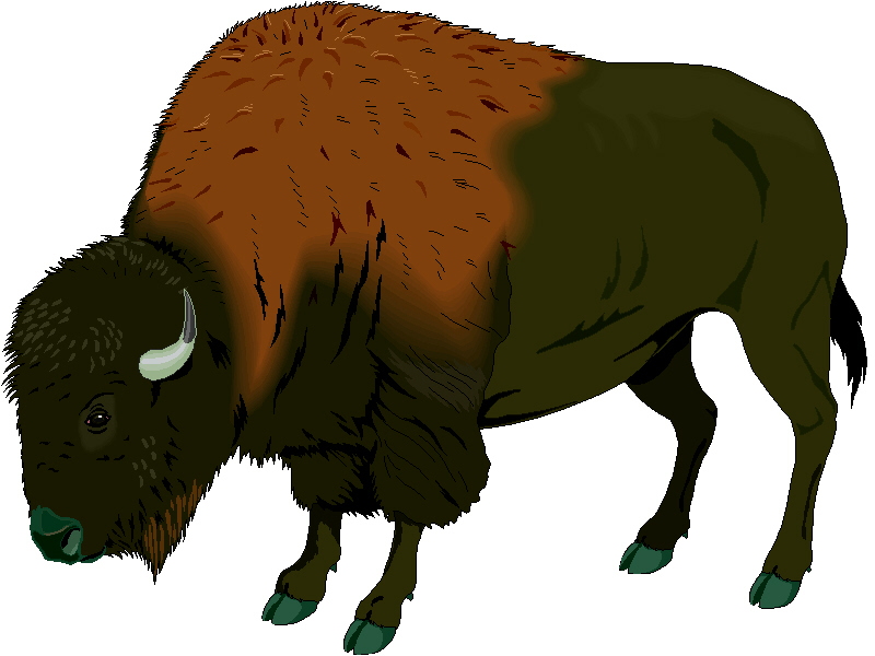 800x600 Image Of Buffalo Clipart
