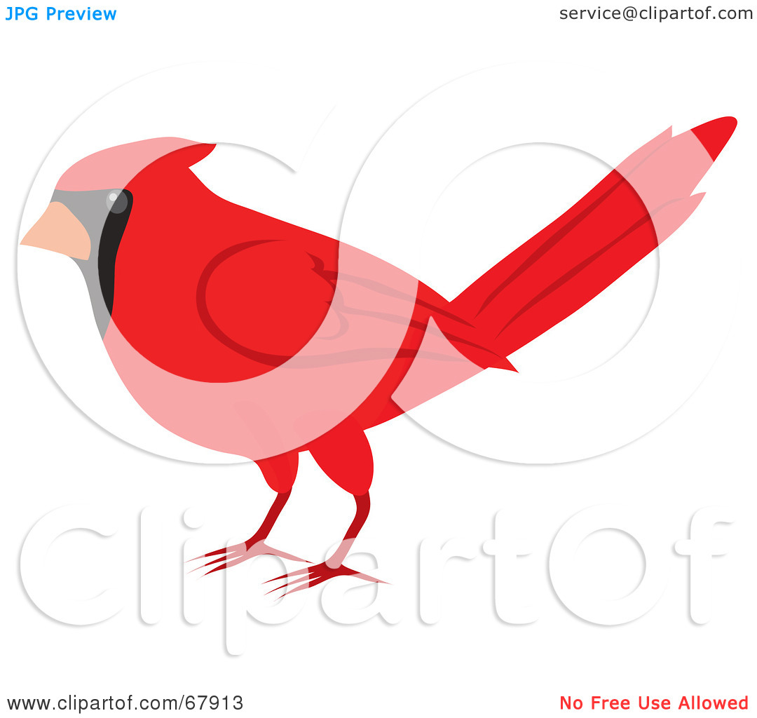 1080x1024 Red Cardinal Clipart