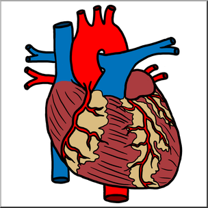 304x304 Clip Art Human Heart Color I Abcteach
