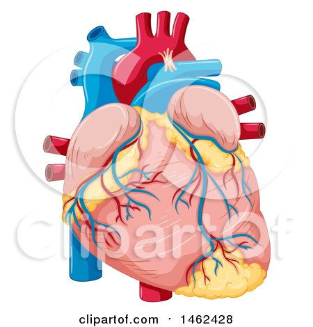 450x470 Clipart Of A 3d Human Cardiovascular System