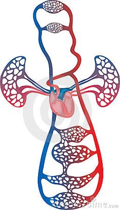 236x411 Image Result For Cardiovascular System Science