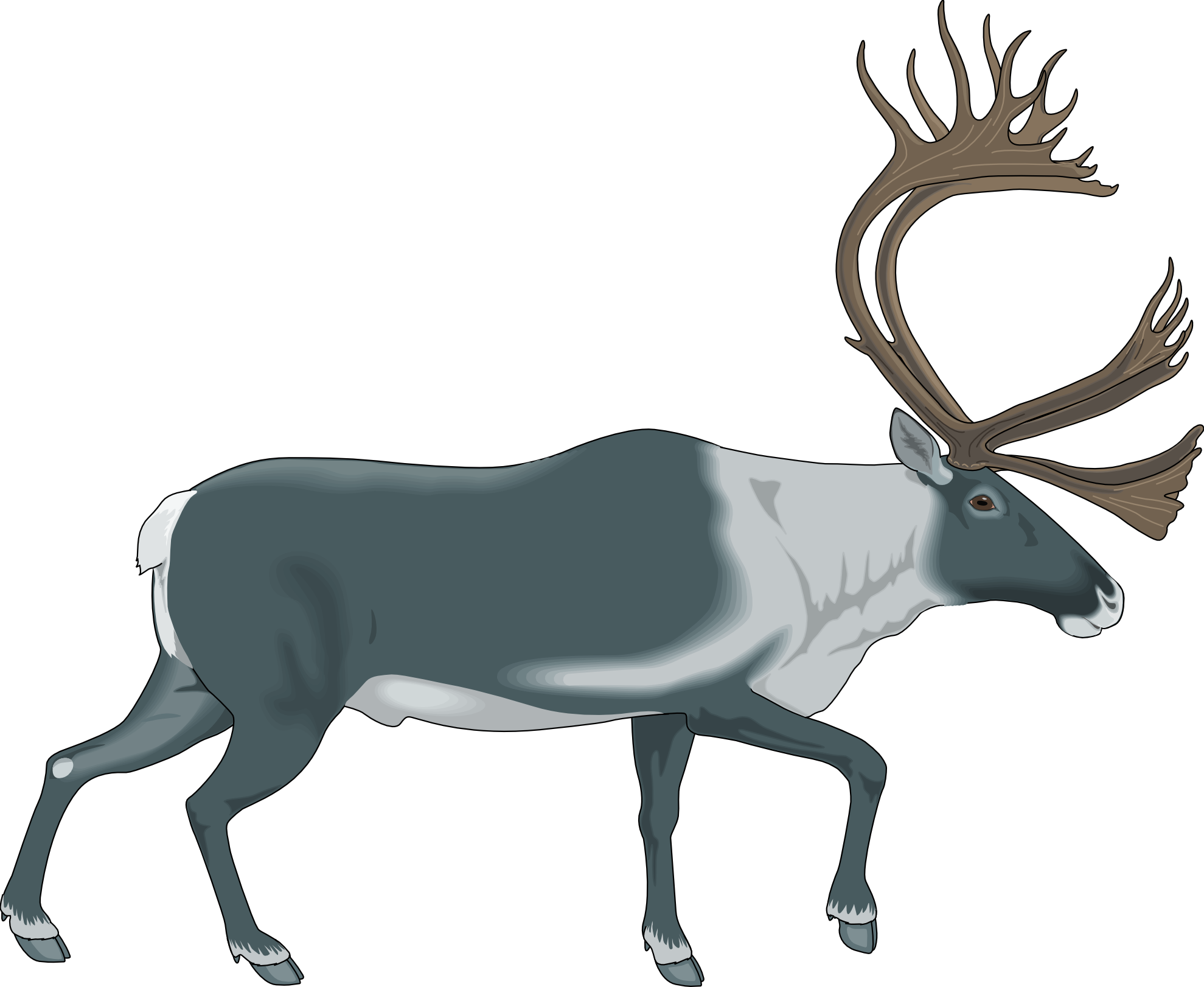 1979x1622 Raindeer Images