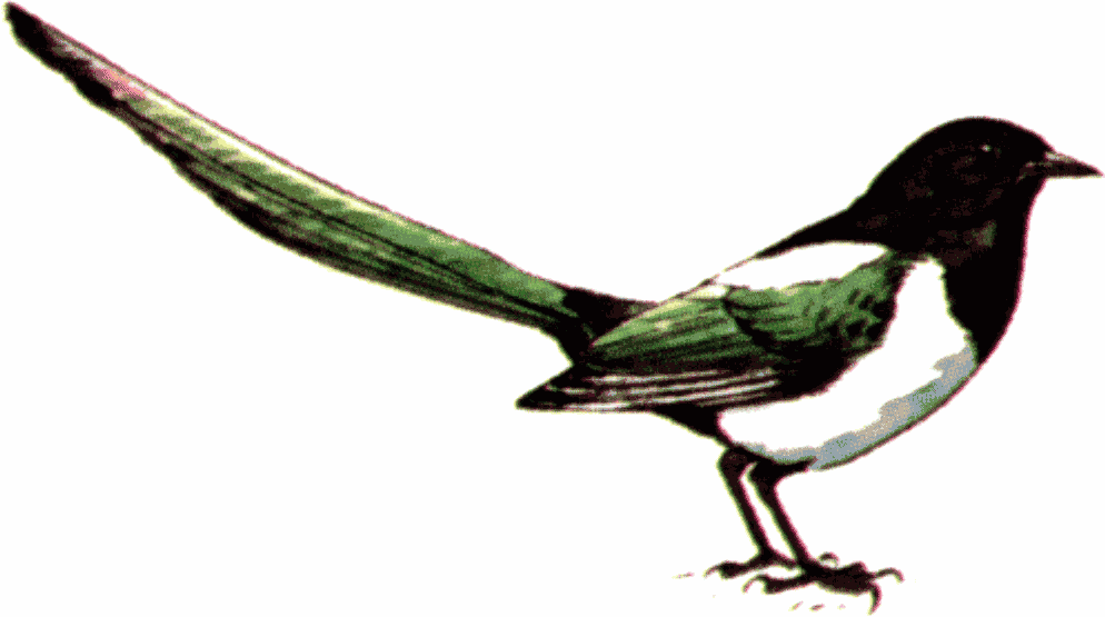 994x555 Magpie Clip Art