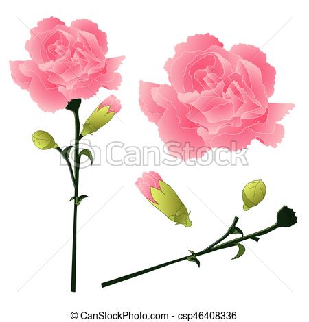 450x470 Dianthus Caryophyllus