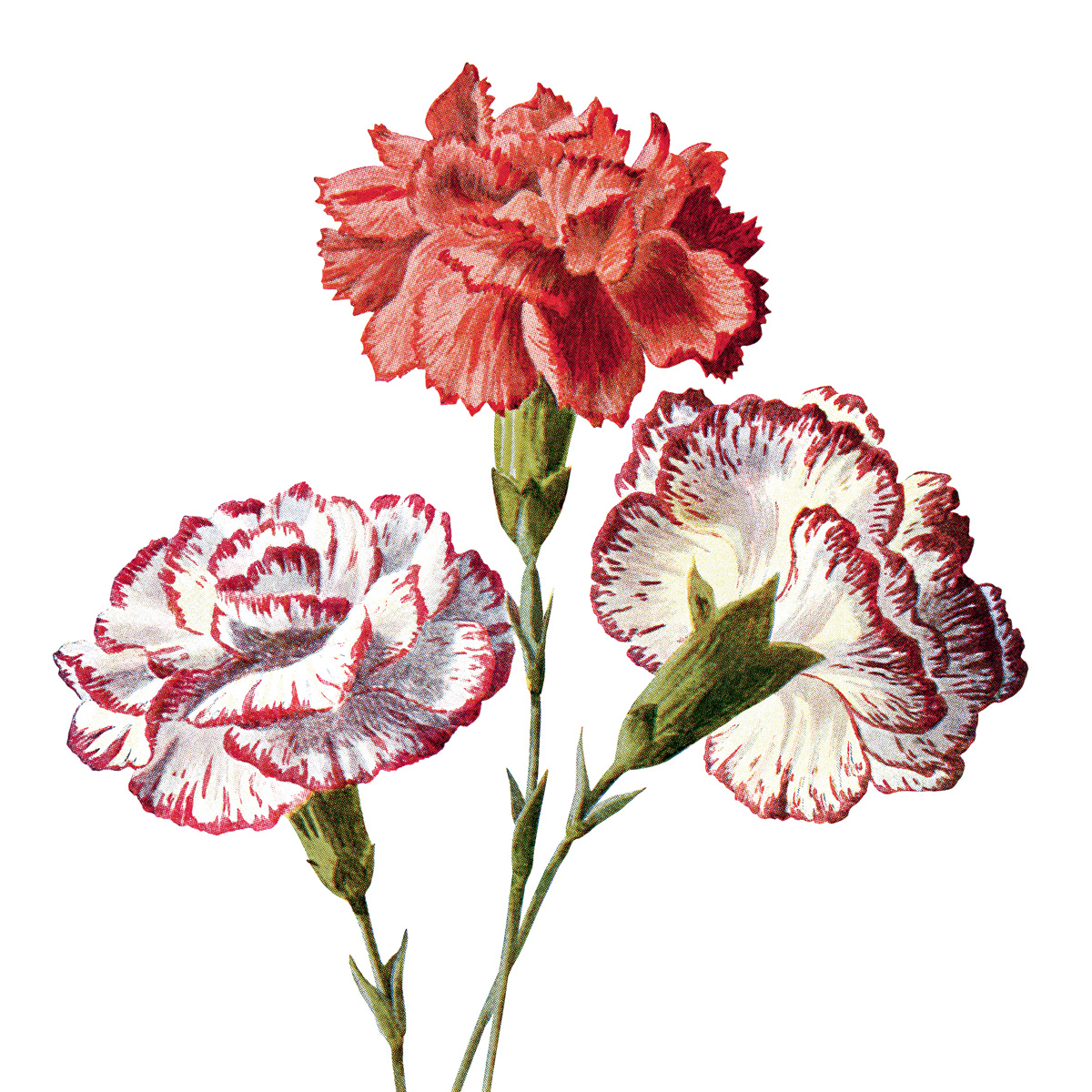 1200x1200 Free Vintage Carnation Flowers Clip Art Old Design Shop Blog