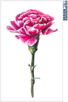 236x354 Clipart Tall Flowers In Pots Carnations Painted By Background