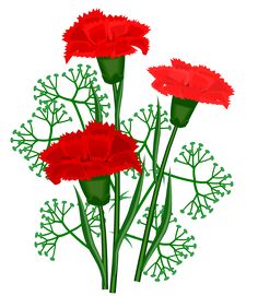 236x271 Httpallforchildren.rupicturesshowimgcarnationcarnation22jpg