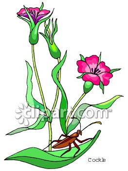 263x350 Carnation Flowers With A Grasshopper On The Leaves