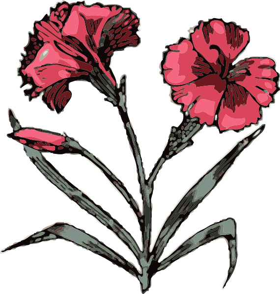 570x600 Carnation Clip Art Free Vector 4vector
