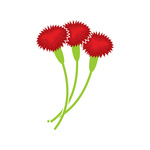 150x150 Carnation Flower Red Color Royalty Free Vector Clip Art Image