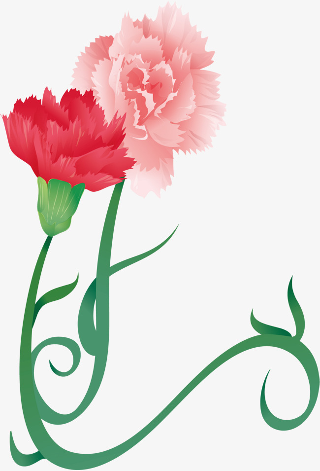 650x955 Carnation Png Vector Material, Carnations, Flowers, Hand Painted