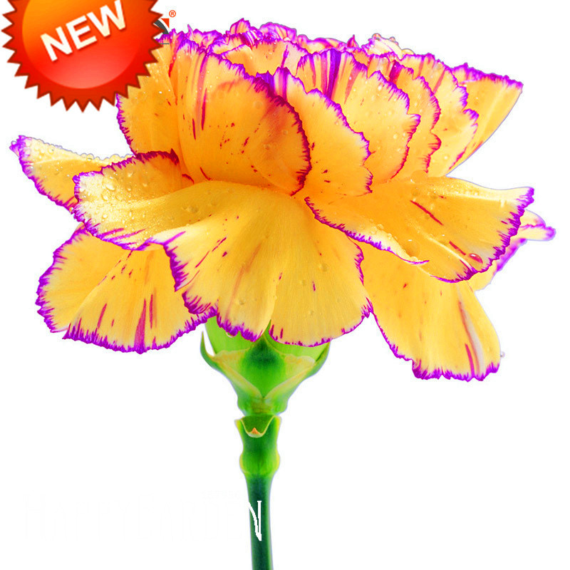 800x800 Carnation Clipart