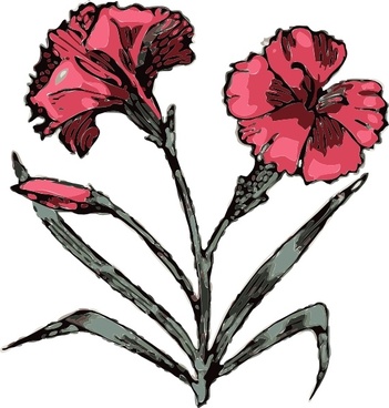 351x368 Carnations Vector Free Vector Download (18 Free Vector)