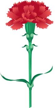 178x350 Free Carnation Flower Gvozdika 5 Clipart And Vector Graphics