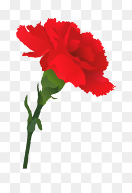 260x380 Free Download Carnation Pink Flowers Free Content Clip Art