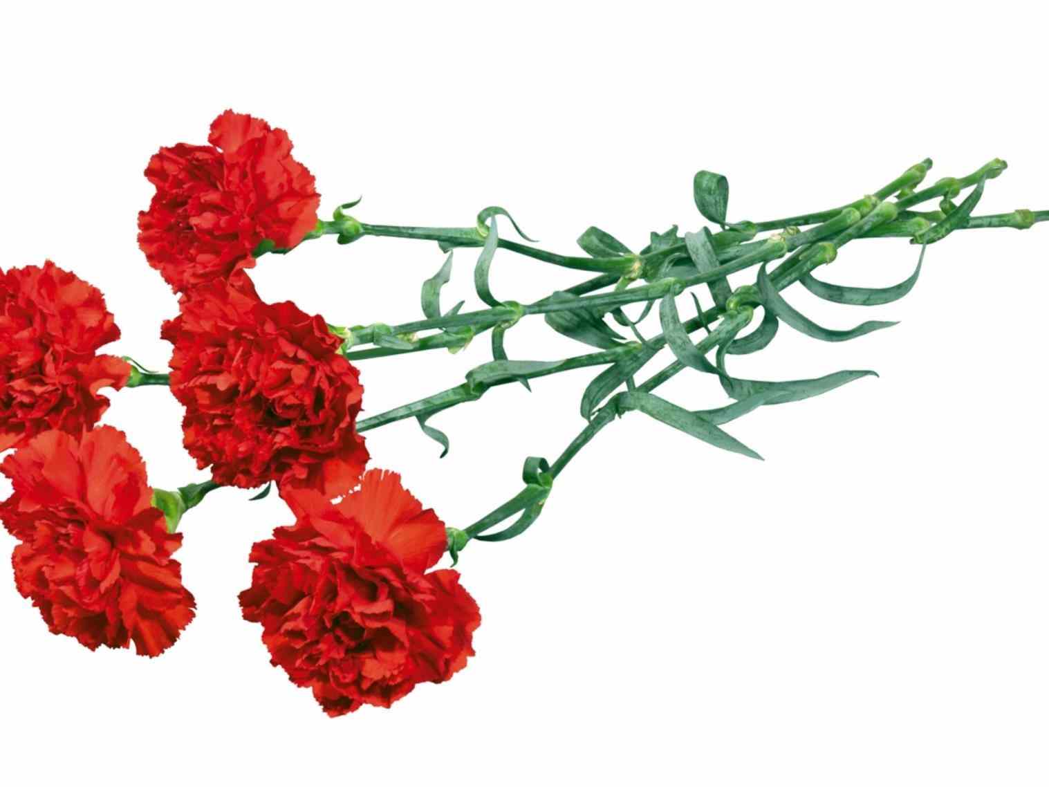 1517x1138 Carnation Flower Clipart
