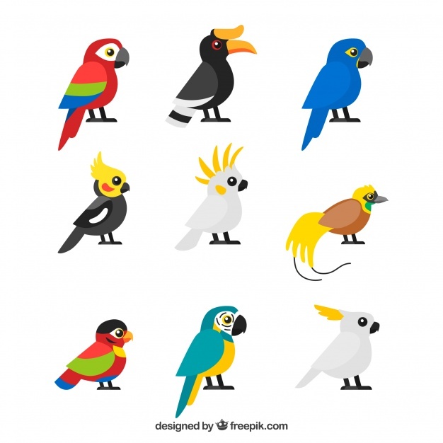 626x626 Parrot Vectors, Photos And Psd Files Free Download