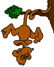 181x225 Spider Monkey Clip Art Clipart