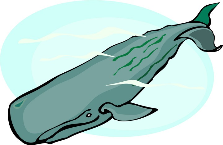 720x467 Whale Clip Art Cartoon Free Clipart Images 6 Wikiclipart
