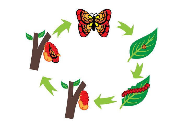 700x490 Caterpillar And Butterfly Life Cycle Vector