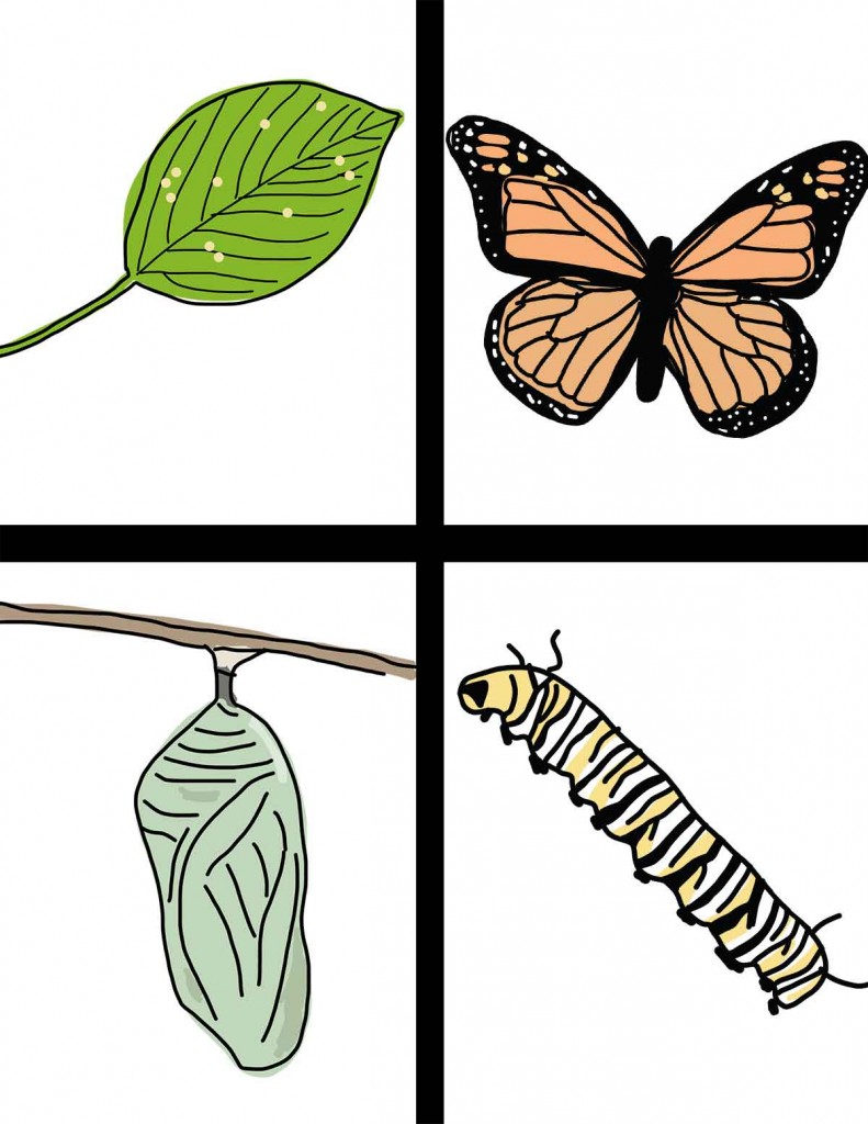 791x1024 Life Cycle Of The Butterfly Hand Drawn Clipart
