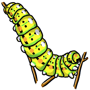 300x300 Butterfly Larva (Caterpillar) Lifecycle Of A Butterfly