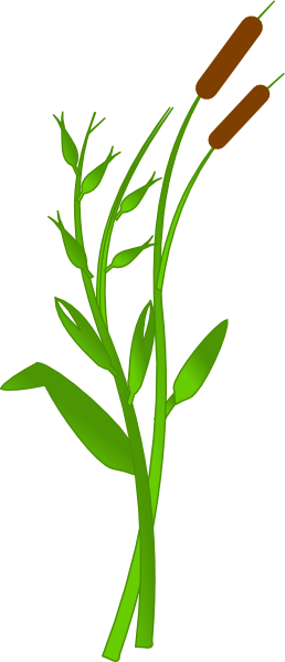 258x598 Cattails Clip Art